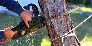Best Stump Grinding and Removal  in Van Horn, TX