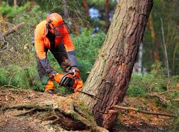 Best Fruit Tree Pruning  in Van Horn, TX
