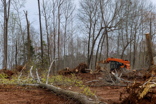 Trusted Van Horn, TX Tree Care Experts