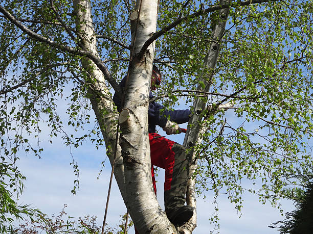 Best Tree Removal  in Van Horn, TX