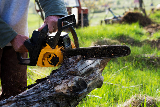 Best Tree Risk Assessment  in Van Horn, TX